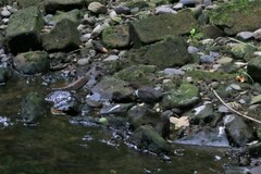 Cinclus cinclus gularis