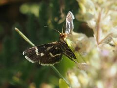 Pyrausta nigrata