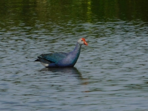 Porphyrio poliocephalus