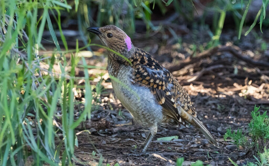 Spotted Bowerbird (Chlamydera maculata)