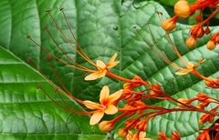 Clerodendrum paniculatum