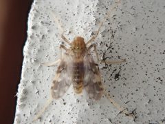 Psectrotanypus varius