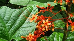Clerodendrum paniculatum