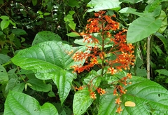 Clerodendrum paniculatum