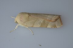 Noctua fimbriata