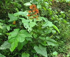 Clerodendrum paniculatum