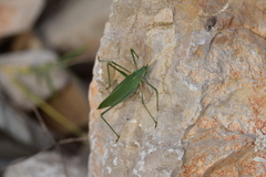 Acrometopa macropoda
