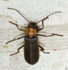 Podabrus flavicollis