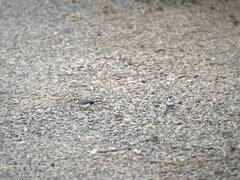 Stizoptera bichenovii