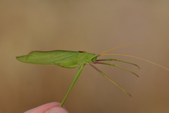 Acrometopa macropoda