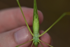 Acrometopa macropoda