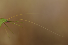 Acrometopa macropoda