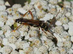 Stenopterus flavicornis