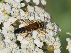 Stenopterus flavicornis