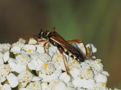 Stenopterus flavicornis