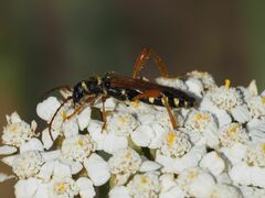 Stenopterus flavicornis