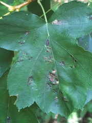 Eriophyes torminalis