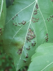 Eriophyes torminalis