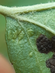 Eriophyes torminalis