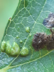 Eriophyes torminalis
