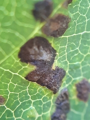 Eriophyes torminalis