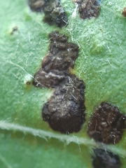 Eriophyes torminalis