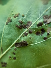 Eriophyes torminalis