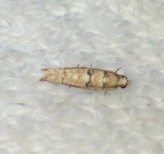 Blastesthia tessulatana