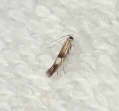 Aproaerema polychromella