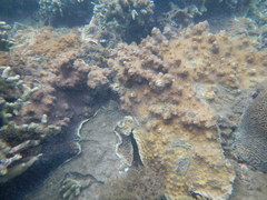 Echinopora hirsutissima