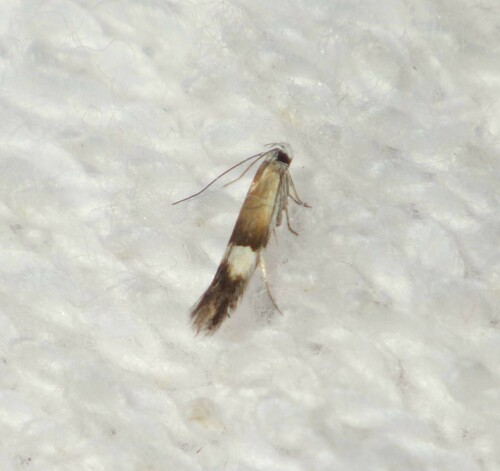 Aproaerema polychromella
