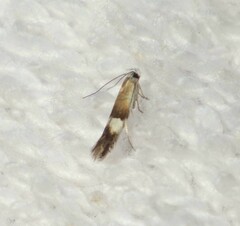 Aproaerema polychromella