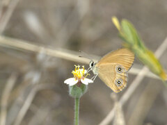 Hypocysta adiante antirius