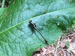 Dromogomphus