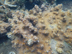 Echinopora hirsutissima