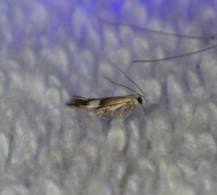 Aproaerema polychromella