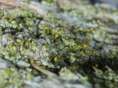 Chaenotheca chlorella