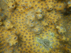 Echinopora hirsutissima