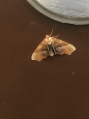 Plagodis phlogosaria