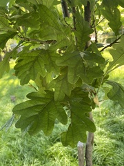 Quercus robur