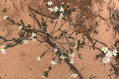 Olearia pimeleoides
