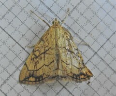 Evergestis pallidata