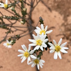 Olearia pimeleoides