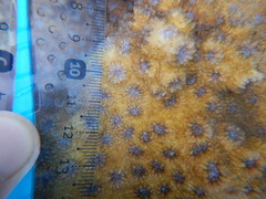 Echinopora hirsutissima