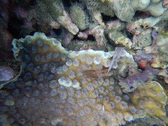 Echinopora hirsutissima