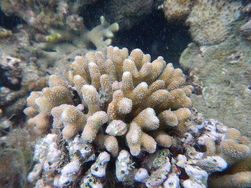 Stylophora madagascarensis