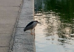 Nycticorax nycticorax