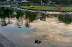 Nycticorax nycticorax