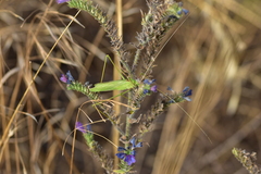 Acrometopa macropoda