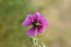 Alcea setosa